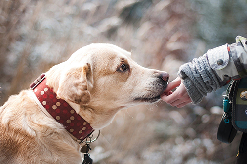 image for February 23 is International Dog Biscuit Appreciation Day