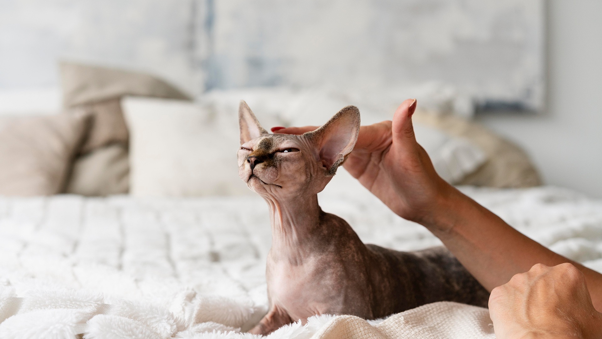 Pet Chronic Disease Management In Decatur, GA | Church Street Animal ...